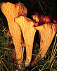 Gomphus