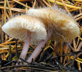 Sporangia of mycoparasitic Spinellus fusiger on fruitbodies of the mushroom Mycena pura.